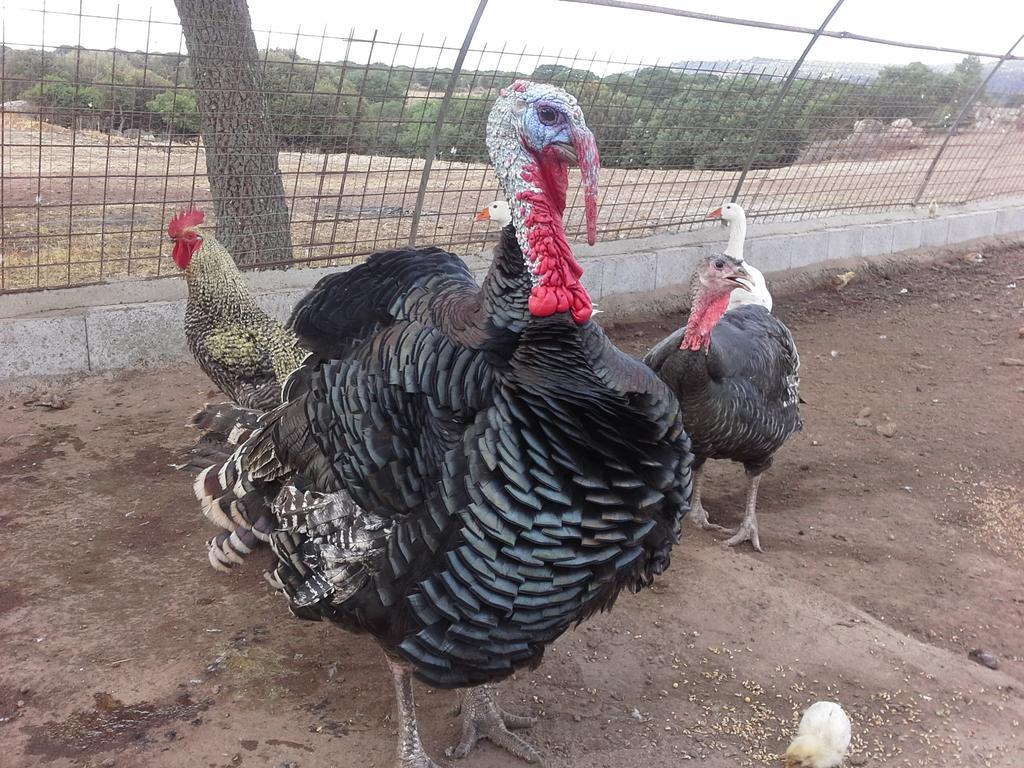 Agriturismo Pentuma Farm stay